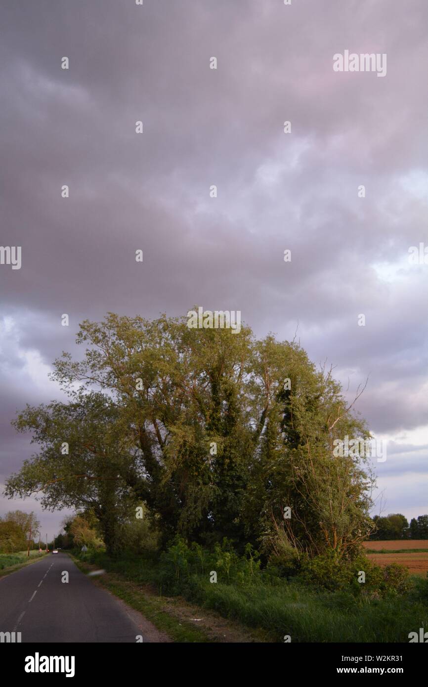 brooding grey clouds over a summer oak woodland in England Stock Photo