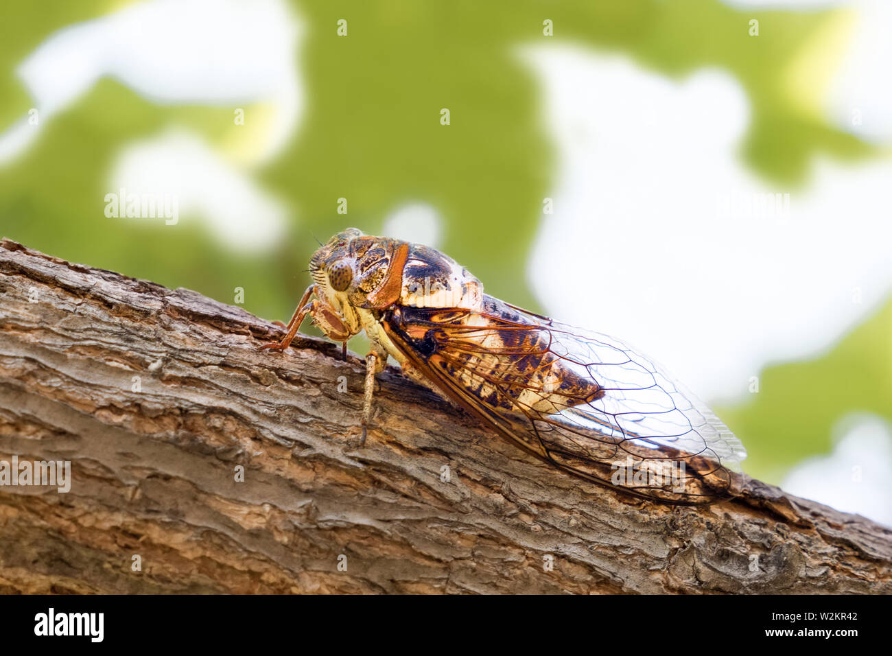 Cicadidae insect. Singing cicada. Cicadoidea insect. Eukaryota Animalia Arthropoda Tracheata Hexapoda Insecta Insecta biology. Traveling concept Stock Photo