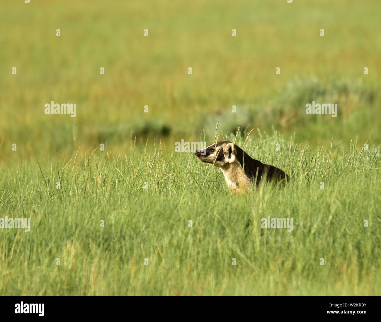 An American badger hunting ground squirrels in the grasslands at