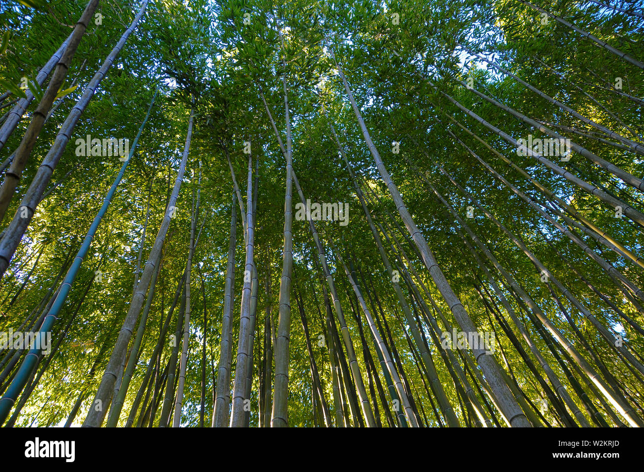 Bamboo Forest Stock Photo