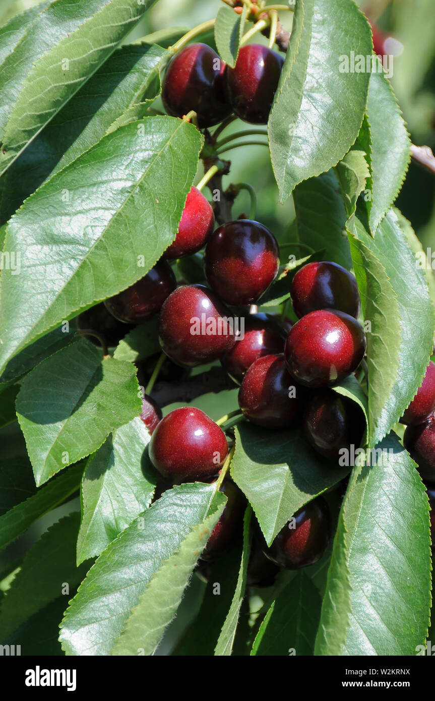 Bing cherries on Tree Branch Stock Photo