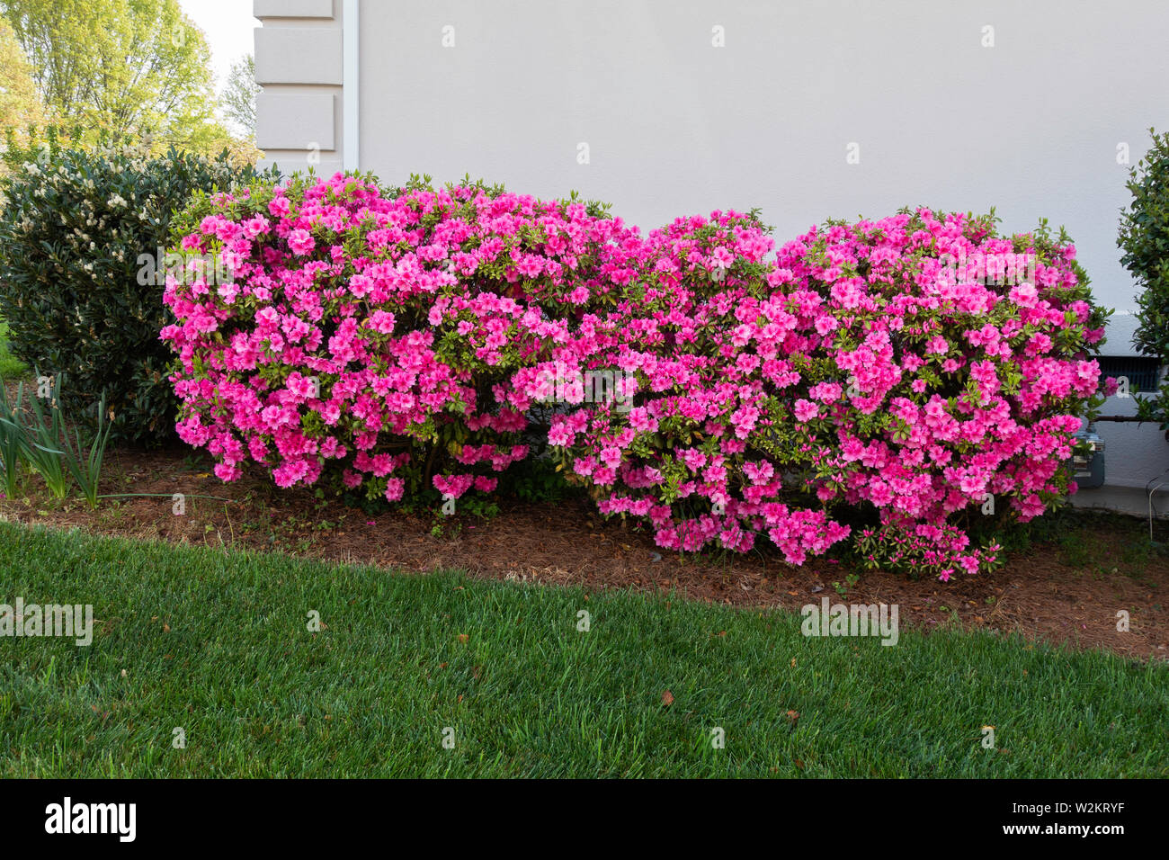 Pink azaleas, ericaceae, in bloom. USA. Stock Photo