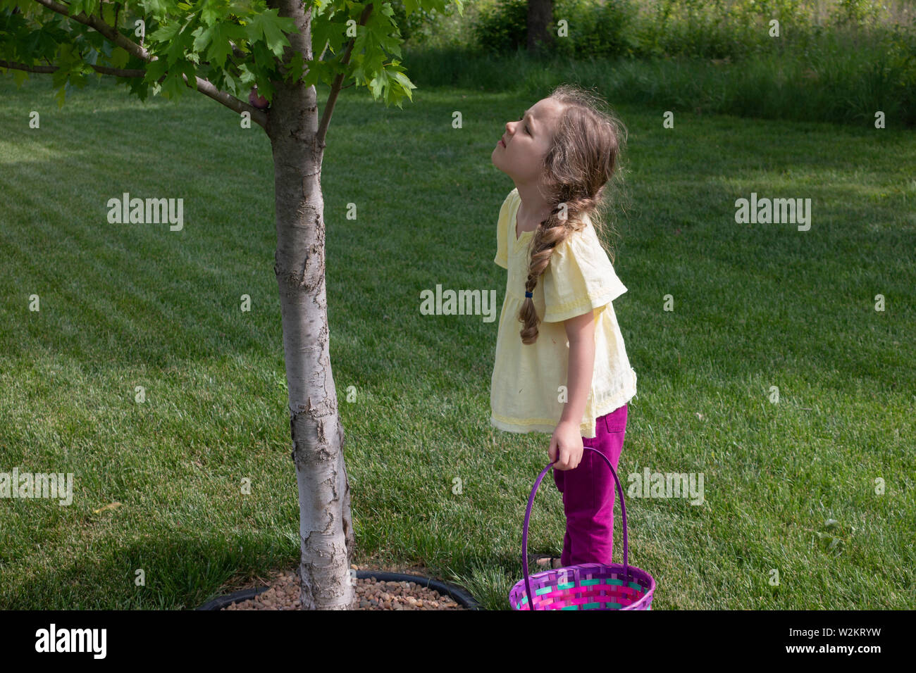 A five-year-old Caucasian girl holding her Easter basket looks up into a small tree looking for Easter eggs. USA. Stock Photo