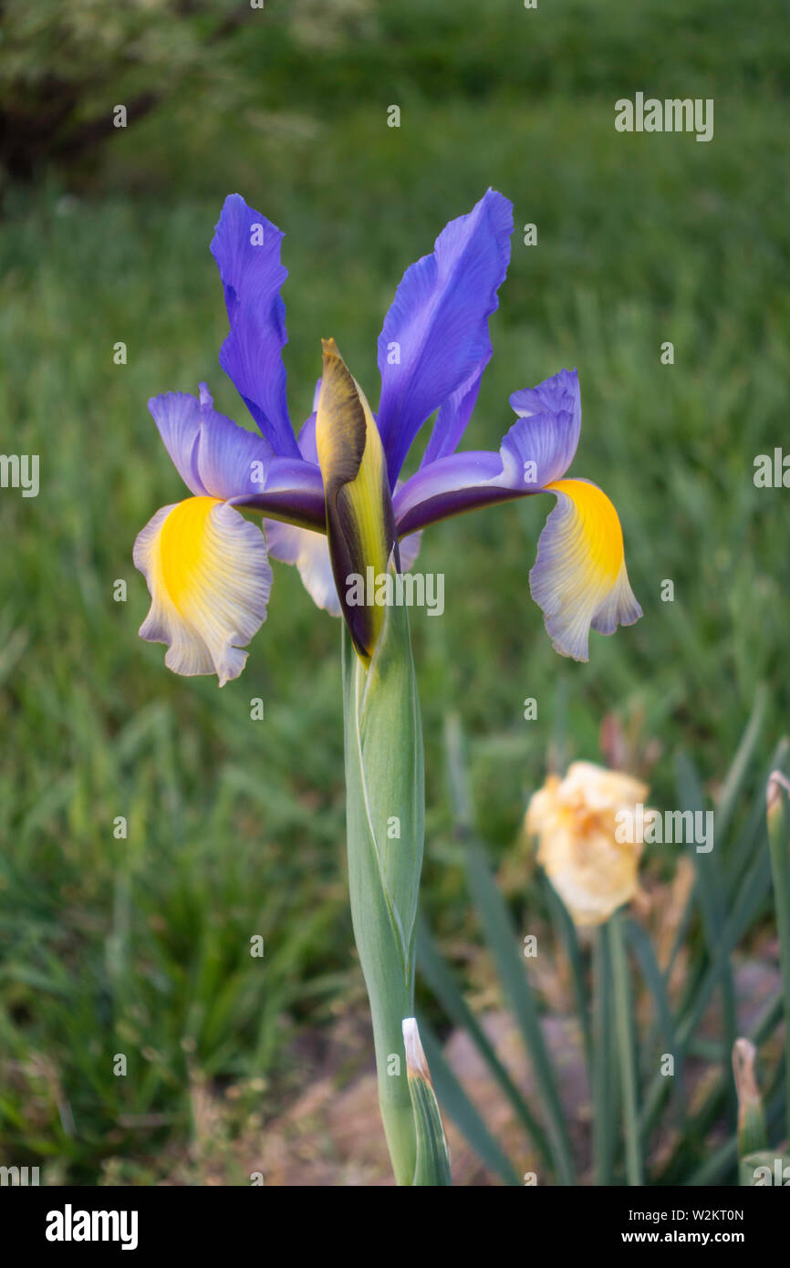 A single blue or purple iris, iridaceae, in bloom. USA. Stock Photo