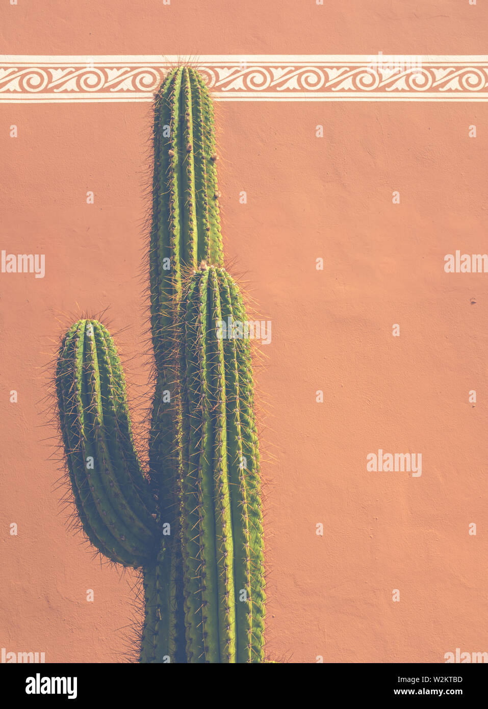 Detail Of A Cactus Against An Adobe Style Clay Building In Tucson In The Southwestern USA With Copy Space Stock Photo