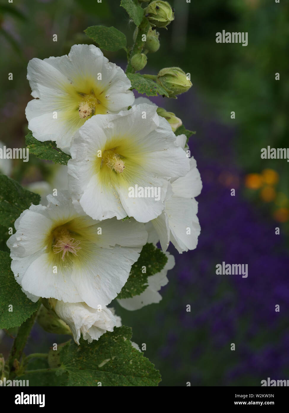 From Hollyhock House High Resolution Stock Photography and Images - Alamy