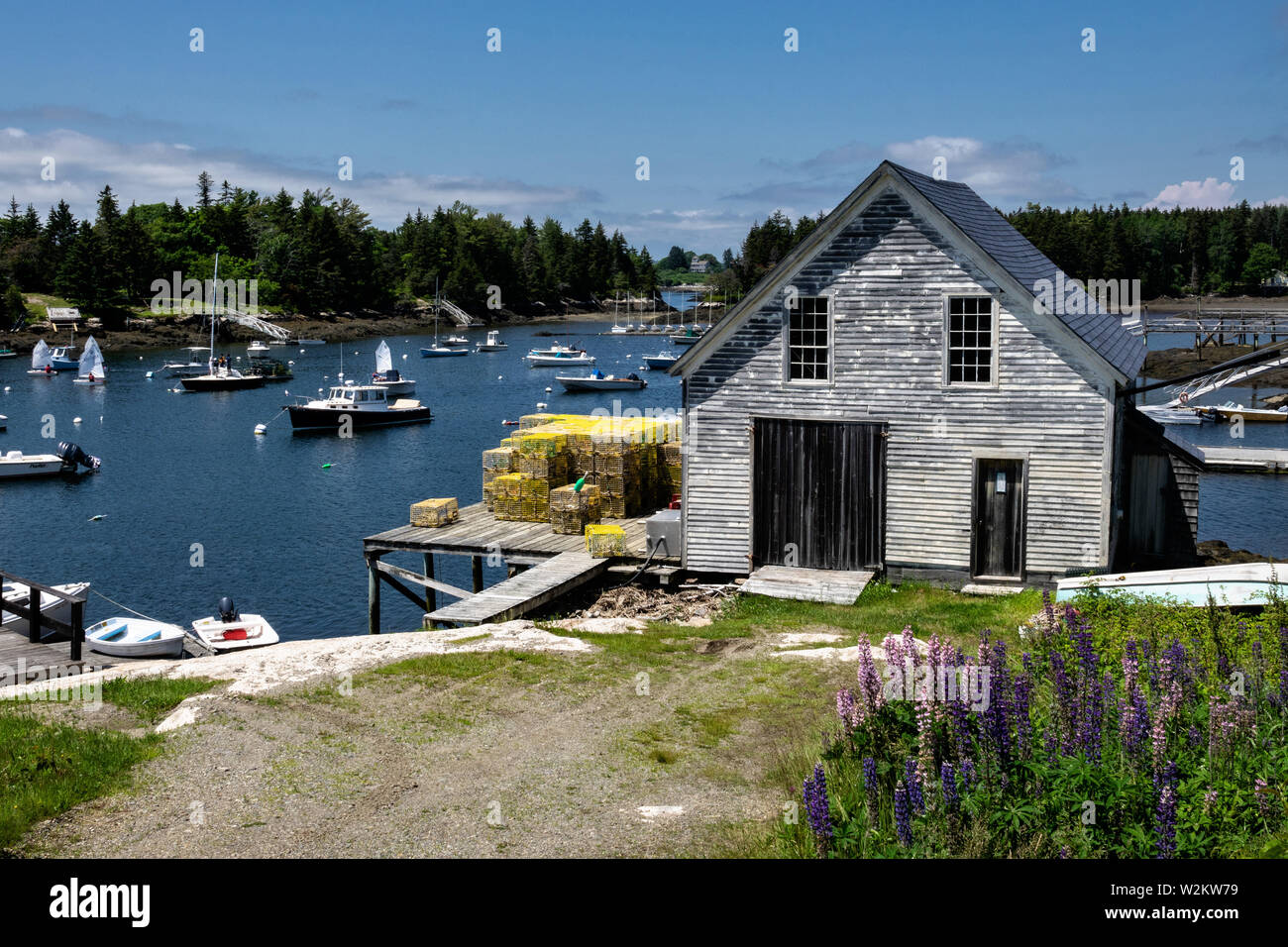 A boat house and lobster wharf with Lupines flowering in the tiny