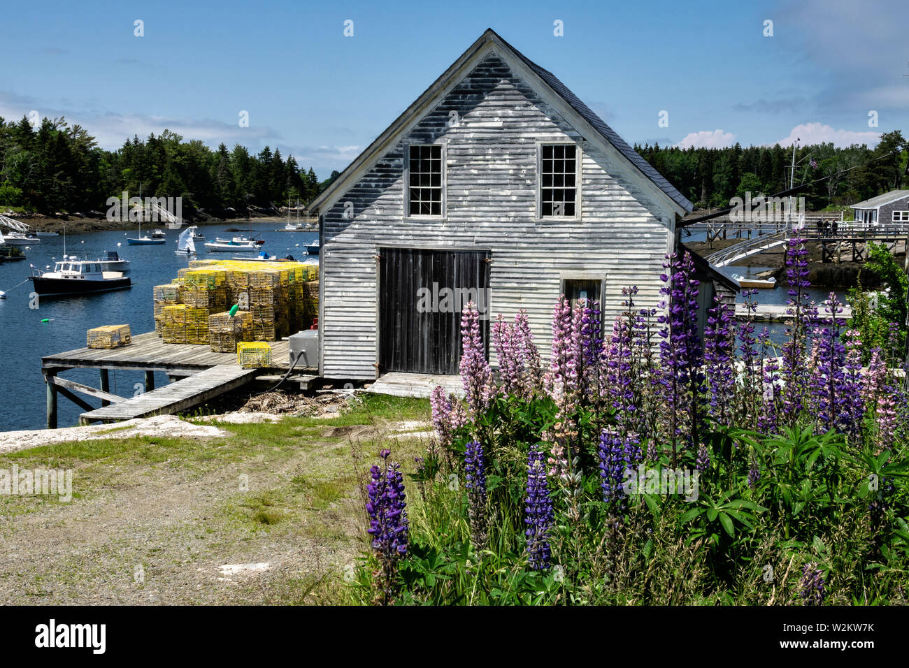 A boat house and lobster wharf with Lupines flowering in the tiny