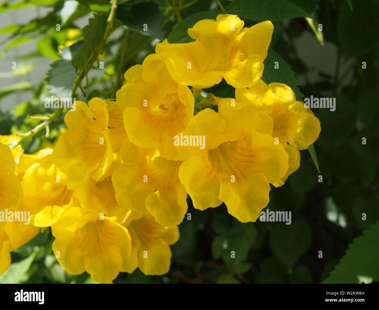 Bright yellow flowers of the Yellow Elder (Tecoma stans), Anguilla, BWI. Stock Photo