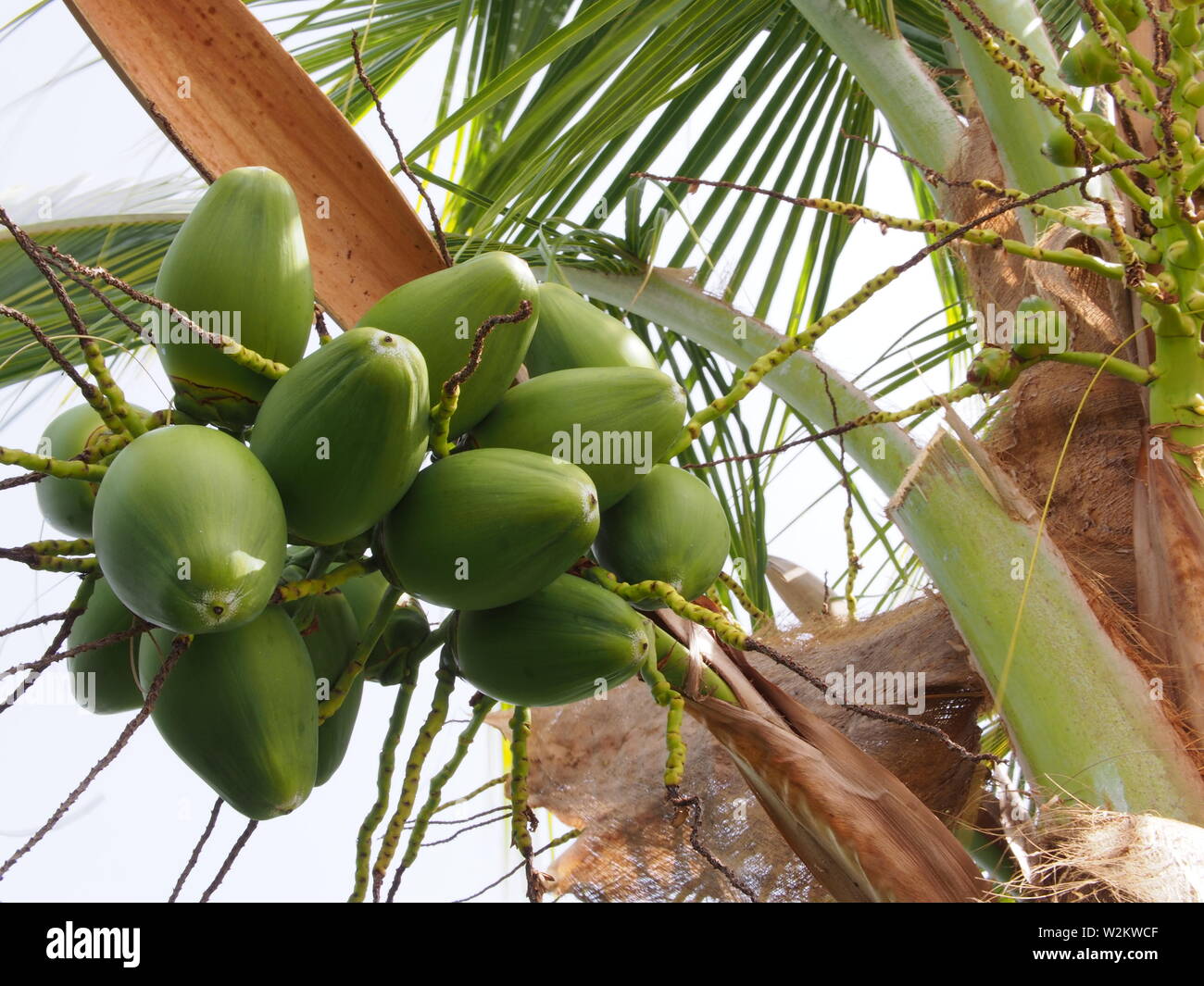 Young coconuts growing on a coconut tree (Cocos nucifera), Anguilla