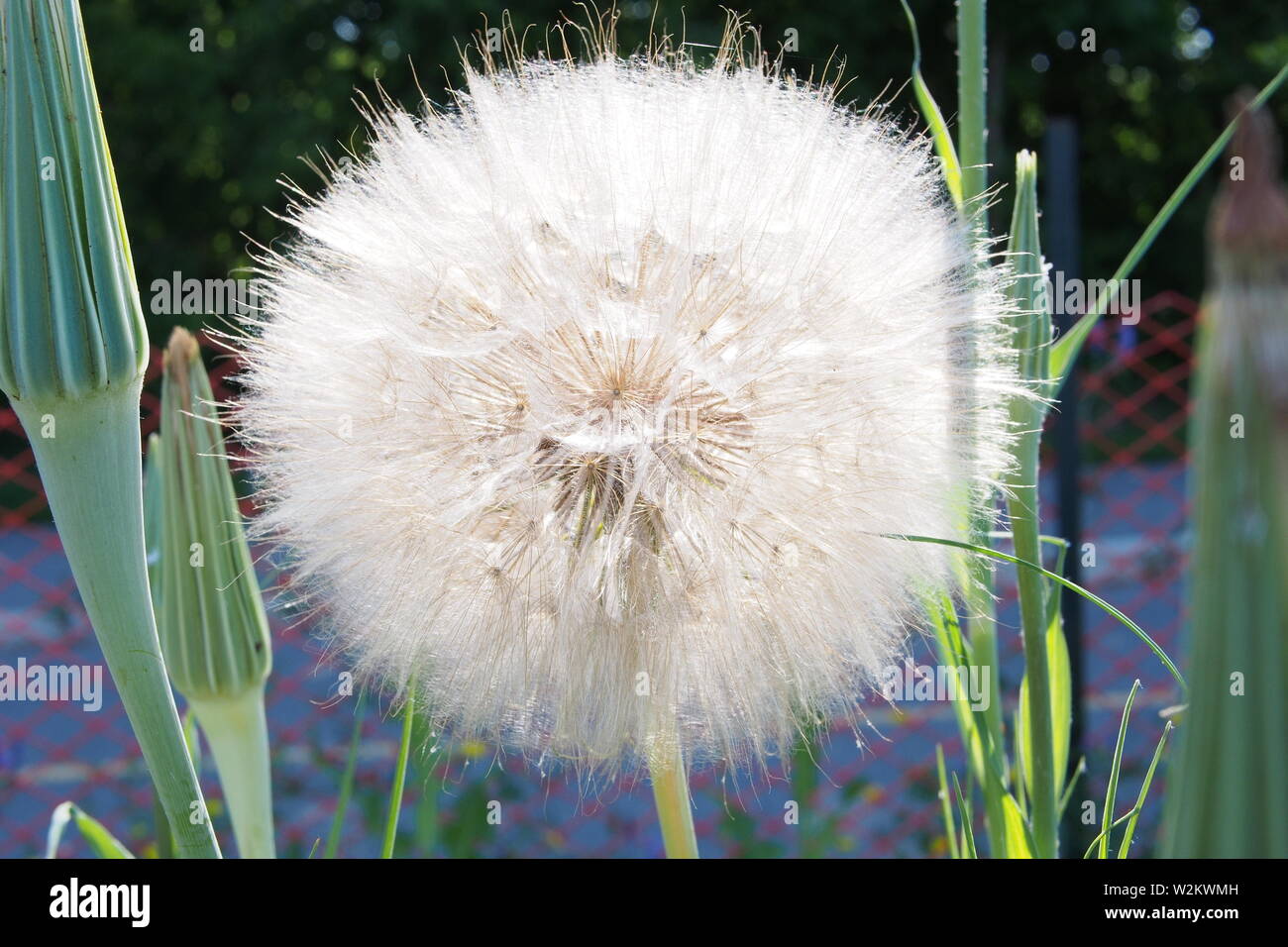 Goatsbeard (Meadow Salsify) in an Ottawa garden, Ontario, Canada. Stock Photo