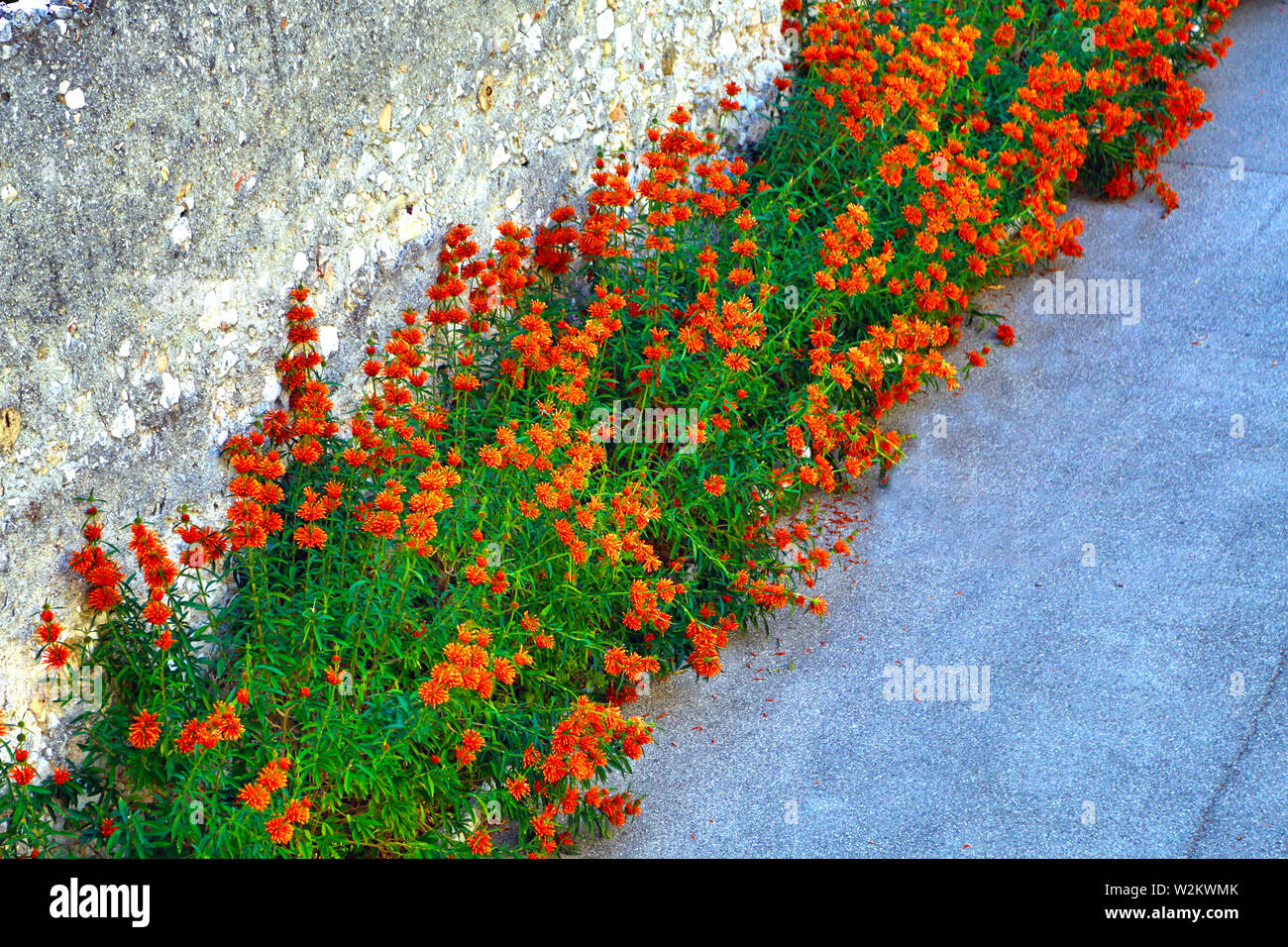 Lions tail plant, leonotis leonurus, wild dagga, red orange southern flowers on one stem several umbrellas Stock Photo