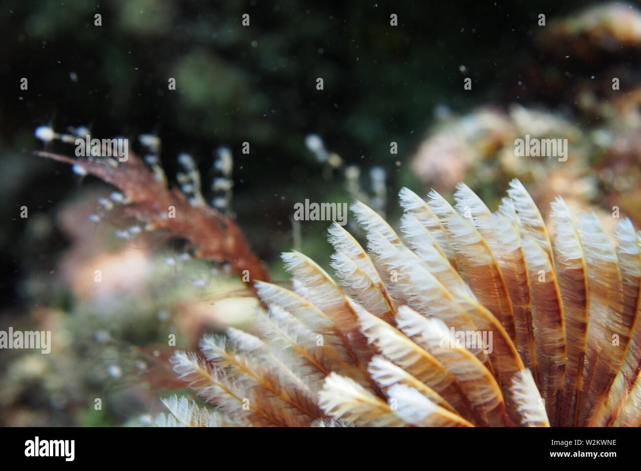 Feather Duster Worm Baby