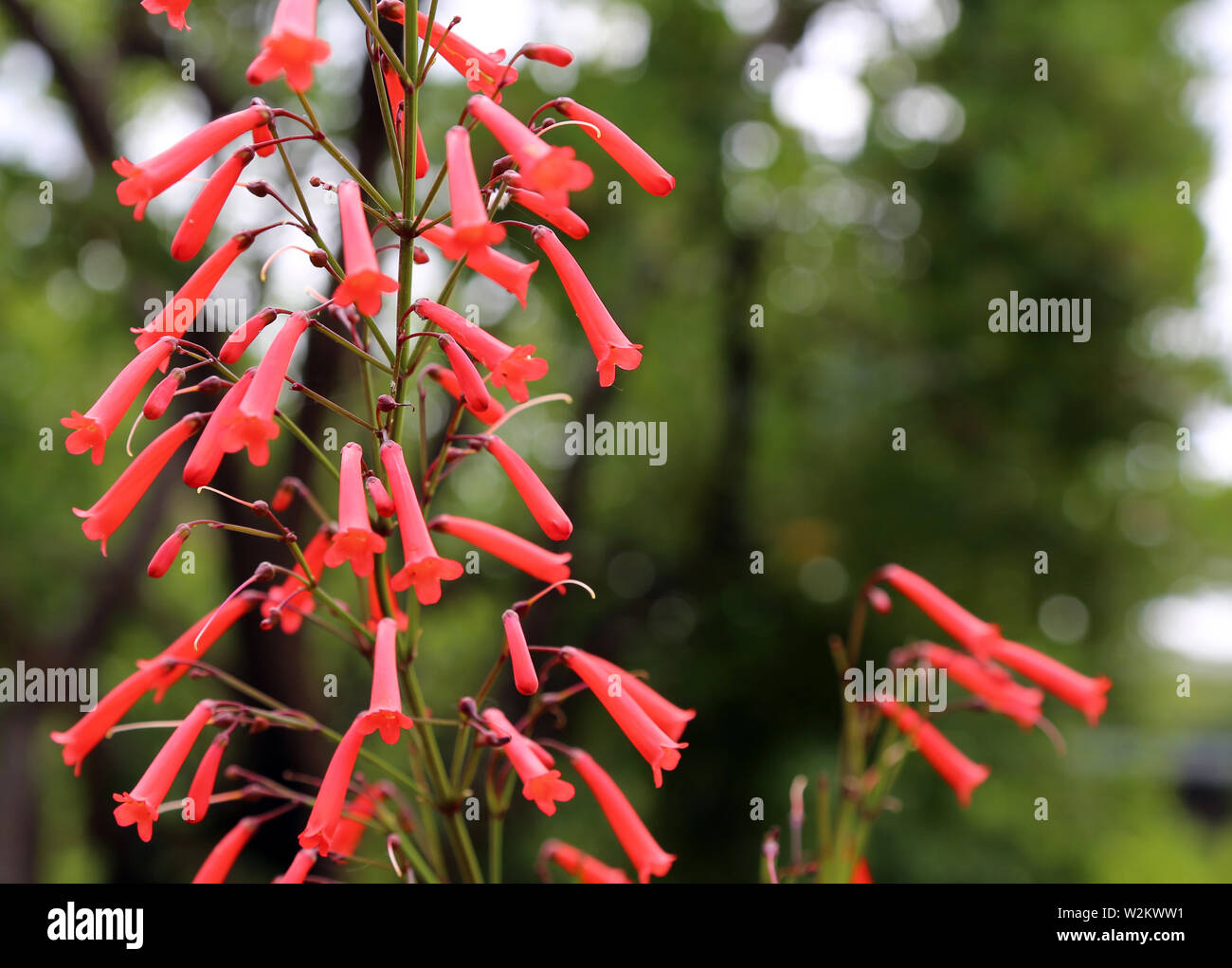 Fuchsia Phygelius capensis flower red long bell Stock Photo