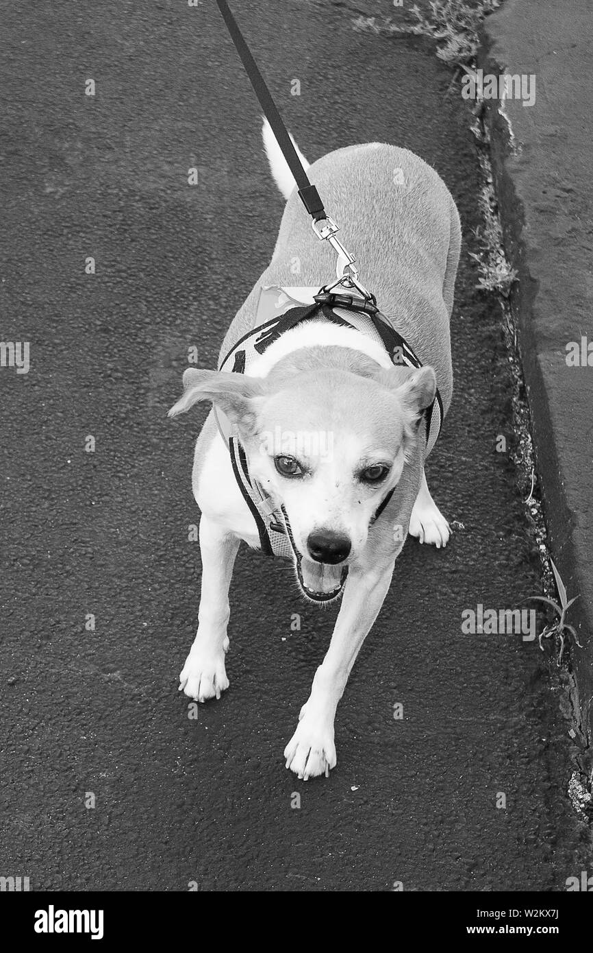 A dog on a leash Stock Photo