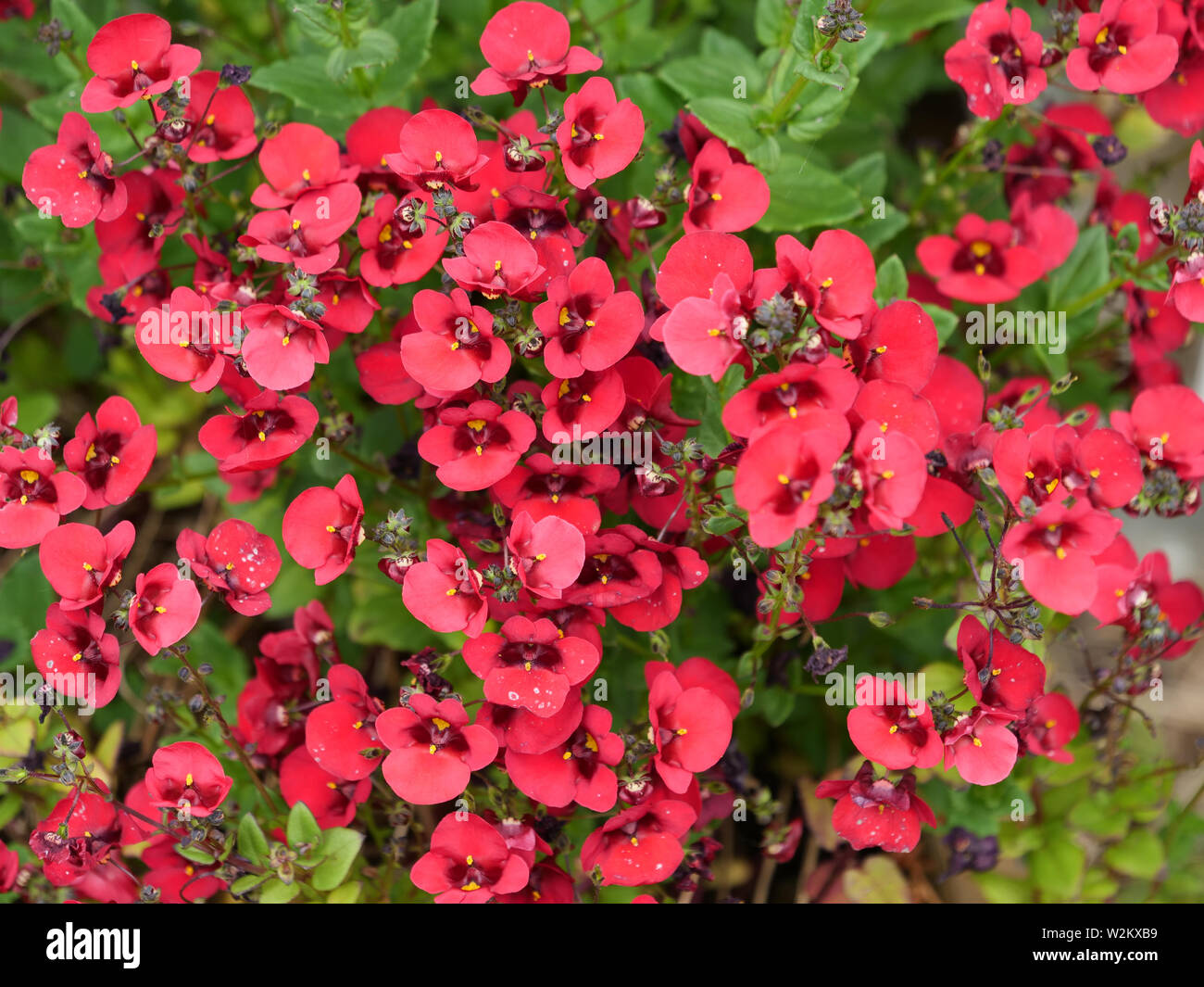 Strong Red Flowers Of Diascia Plant Flowering In The Garden Stock Photo Alamy