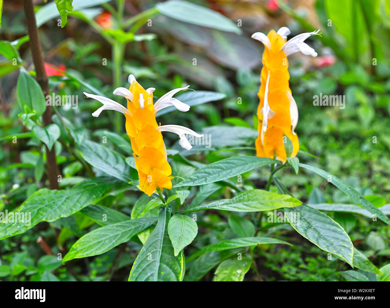 Yellow ginger costus barbatus, tropical flower with white wings Stock