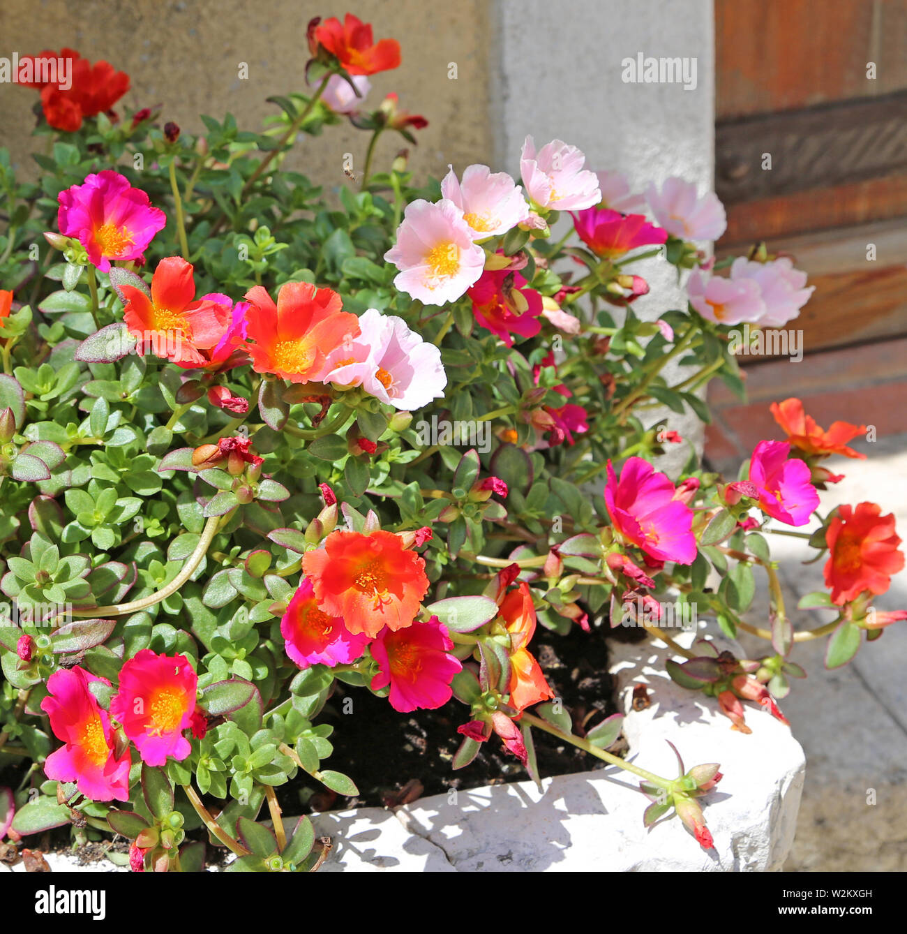 Tropical plant with red and pink flowers and yellow middle, Portulaca oleracea, common purslane, also known as verdolaga, red root or pursley. Stock Photo