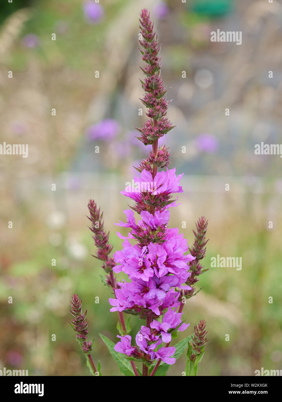 Red purple flowers of Lythrum salicaria or purple loosestrife, a wild