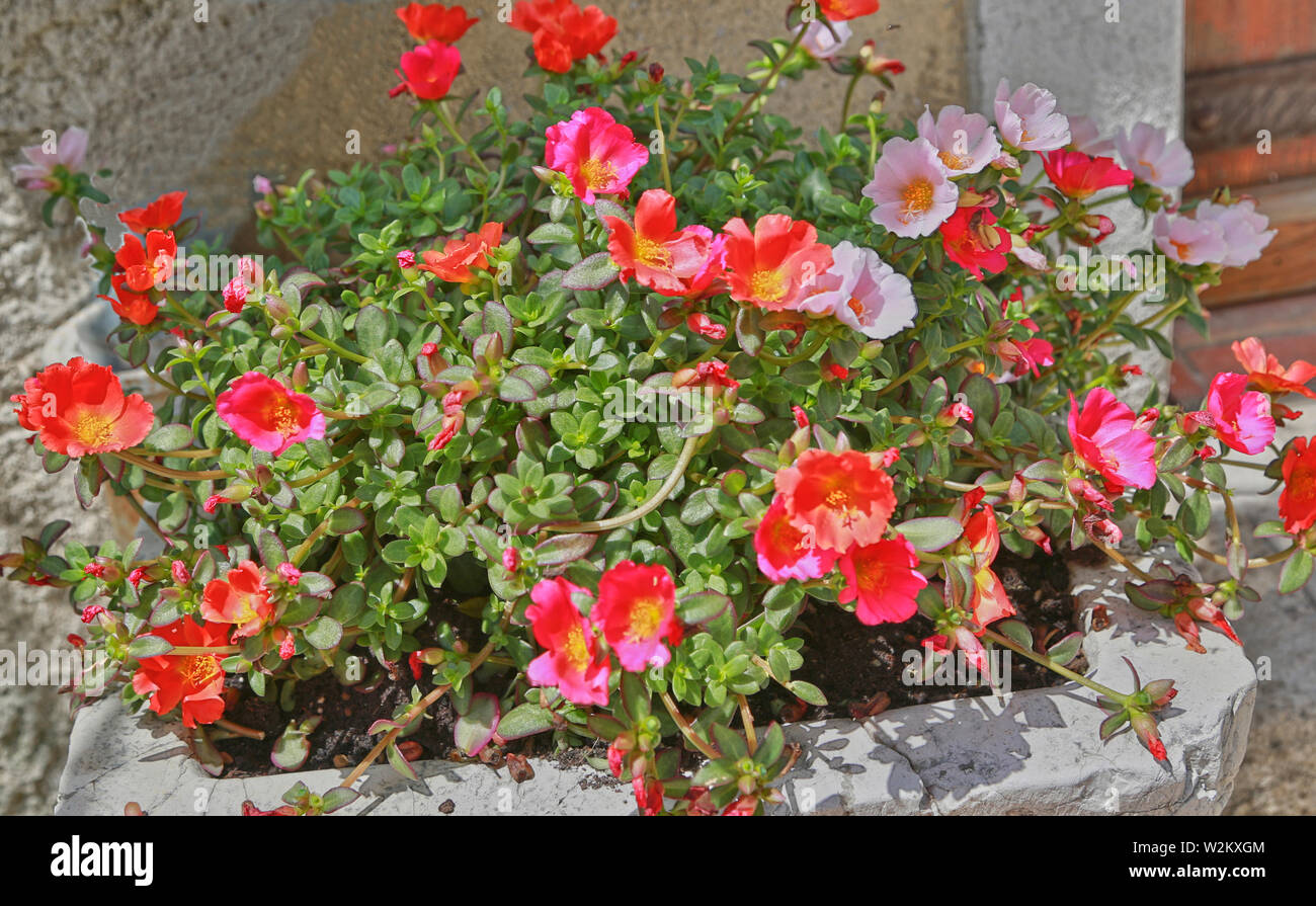Tropical plant with red and pink flowers and yellow middle, Portulaca oleracea, common purslane, also known as verdolaga, red root or pursley Stock Photo