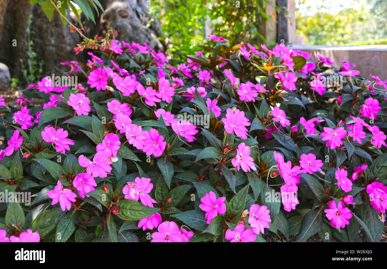Tropical plant with pink purple flowers impatiens neuguinea, also known as jewelweed, touch-me-not, snapweed and patience, balsamine Stock Photo