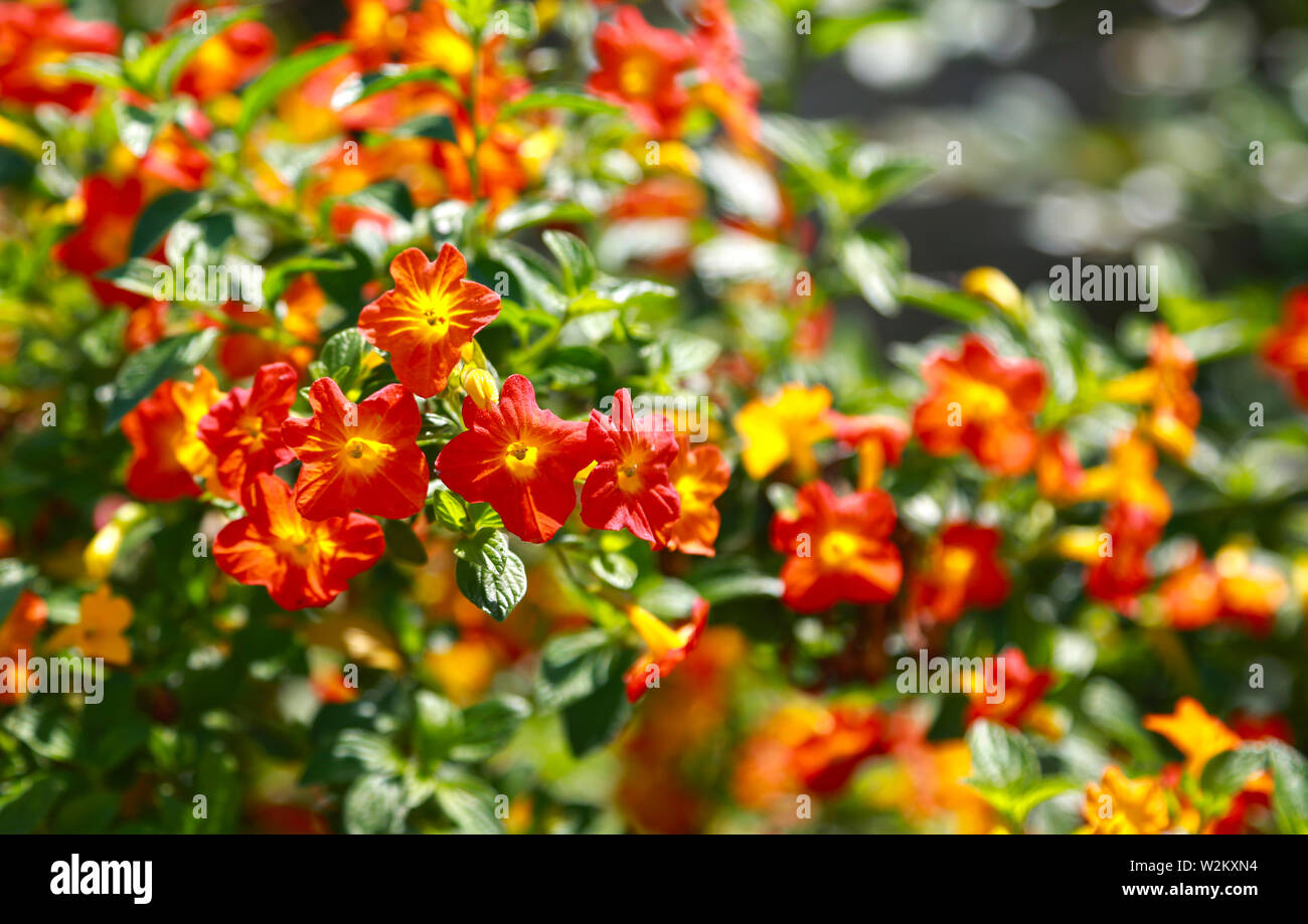 Tropical plant with red flowers impatiens neuguinea, also known as jewelweed, touch-me-not, snapweed and patience, balsamine Stock Photo