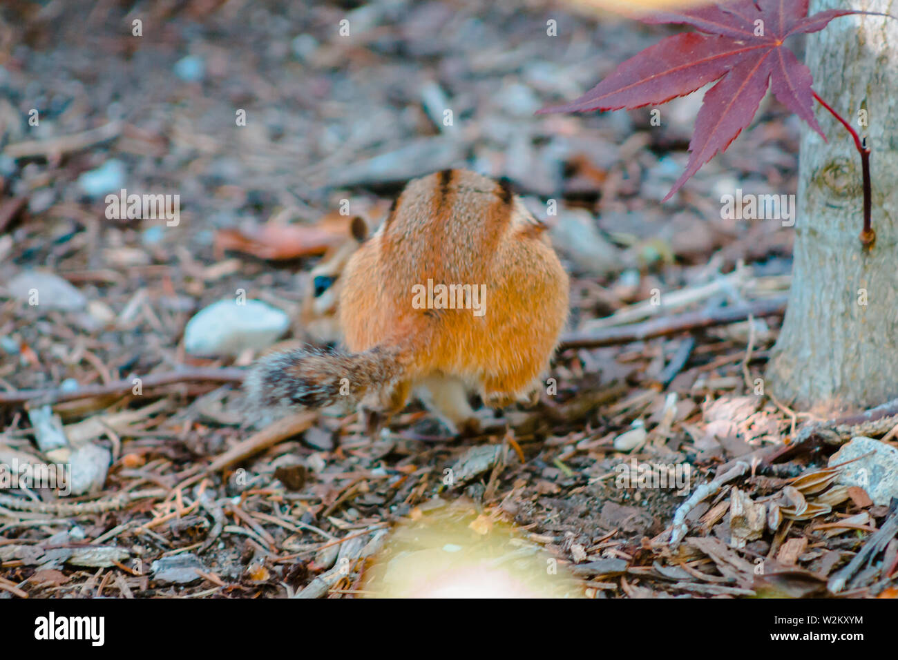 Chipmunk running away through mulch in a garden Stock Photo - Alamy
