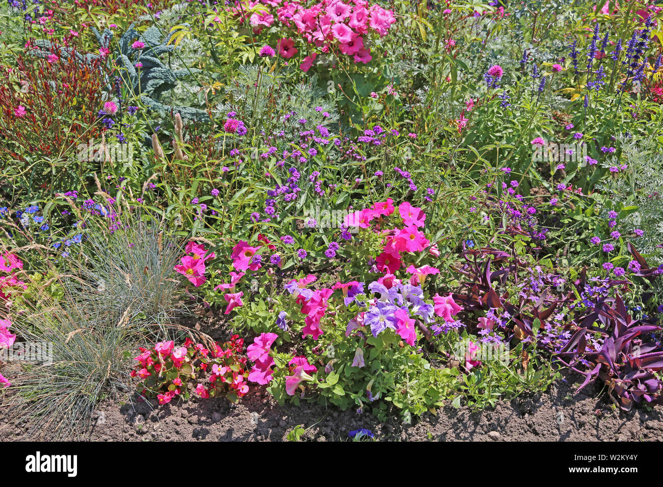 Flower meadow, pink, blue flowers with green grass lit by the sun Stock ...