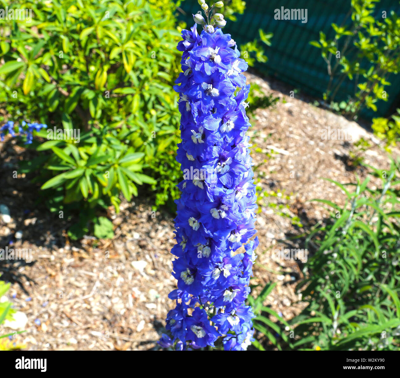 Delphinium King Arthur blue tropical flower close up in the garden Stock Photo