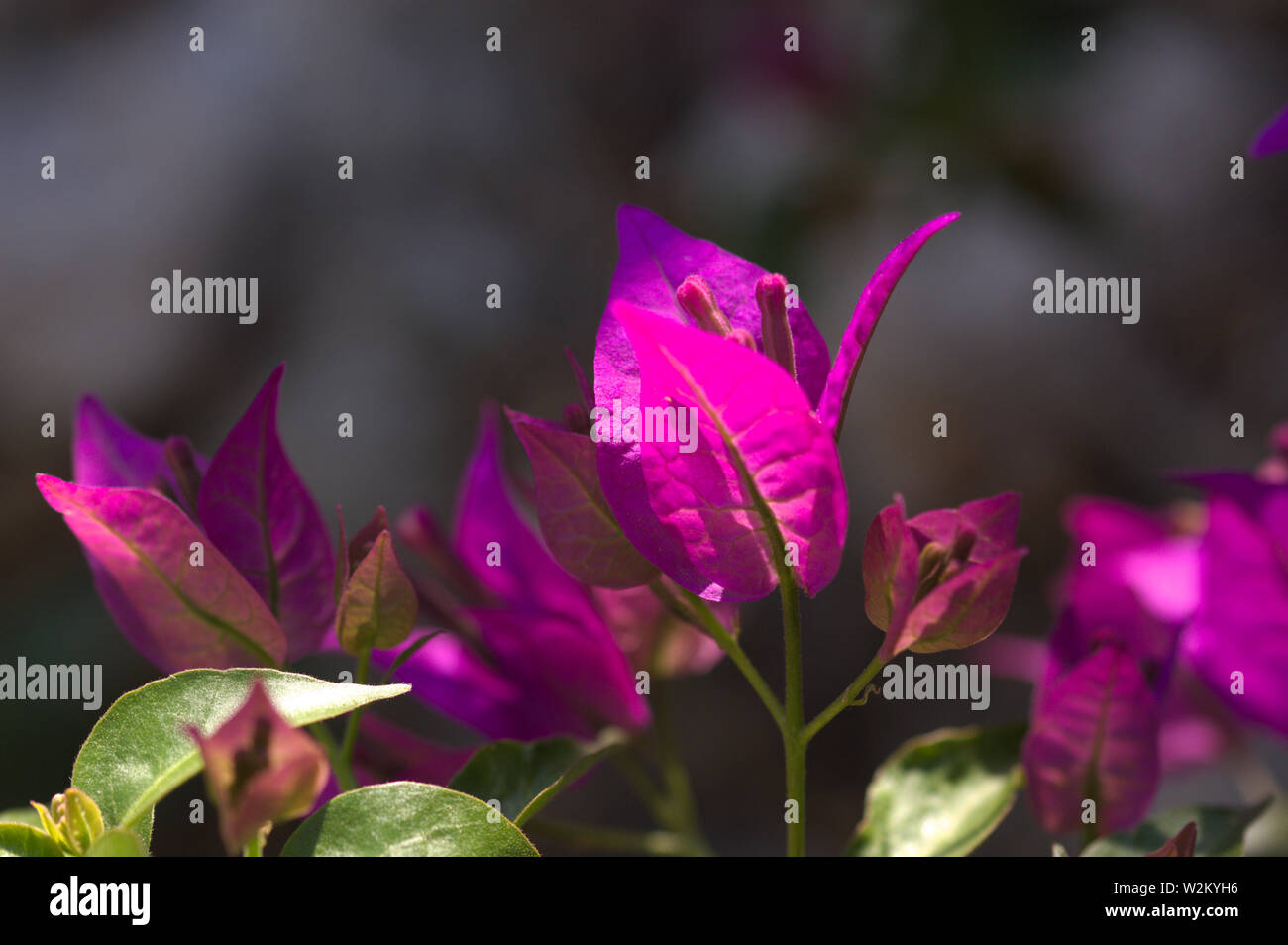 Flowers of the Bougainvillea purple plant bathed by a ray of sun, the background blurred and the rest of the plant darker Stock Photo