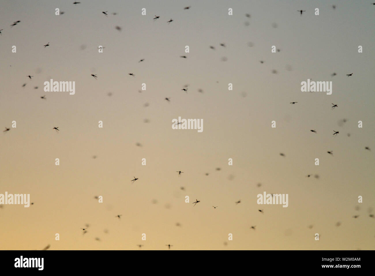 Swarm of mayflies with their black silhouettes against a late spring evening sky over Lough Neagh, Northern Ireland. Stock Photo