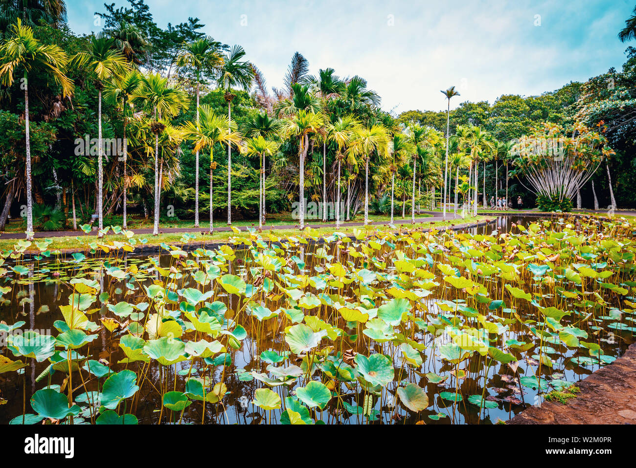 Sir Seewoosagur Ramgoolam Botanical Garden on paradise island of Mauritius. Toned image. Stock Photo