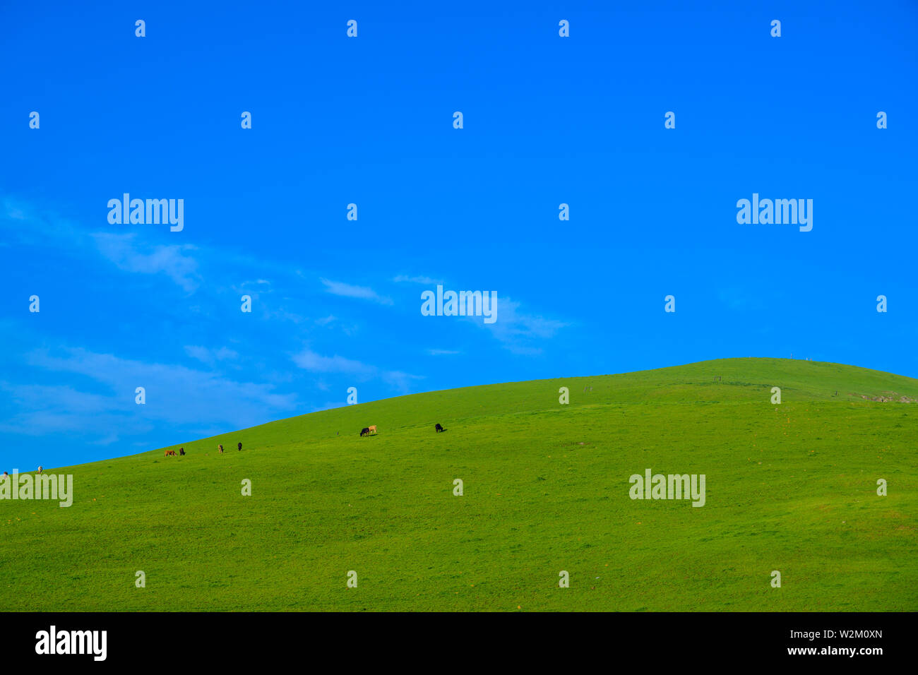 Meadow with beautiful blue sky background with copy space Stock Photo