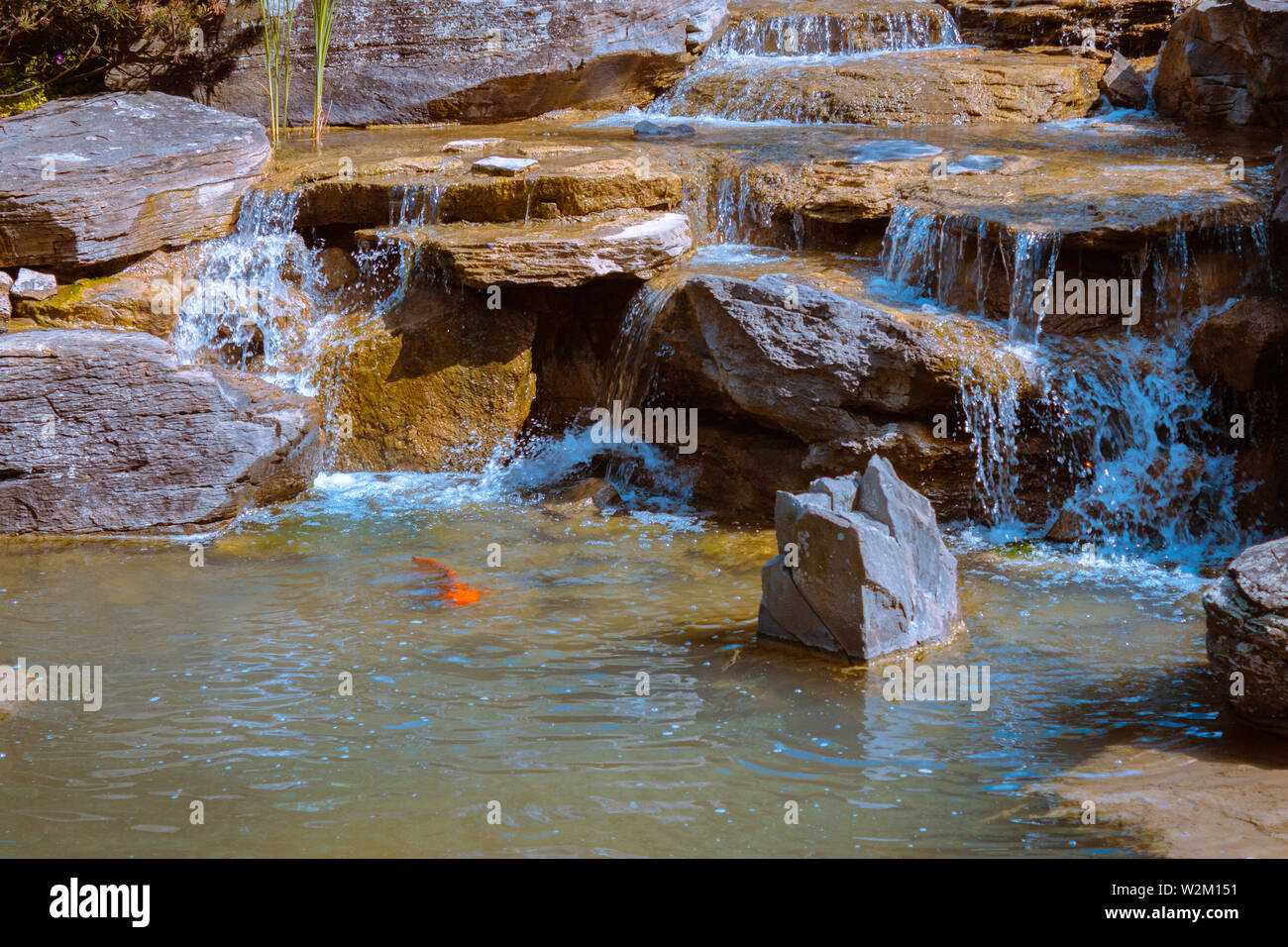 Koi fish hanging out at the bottom of a waterfall in the Frederik