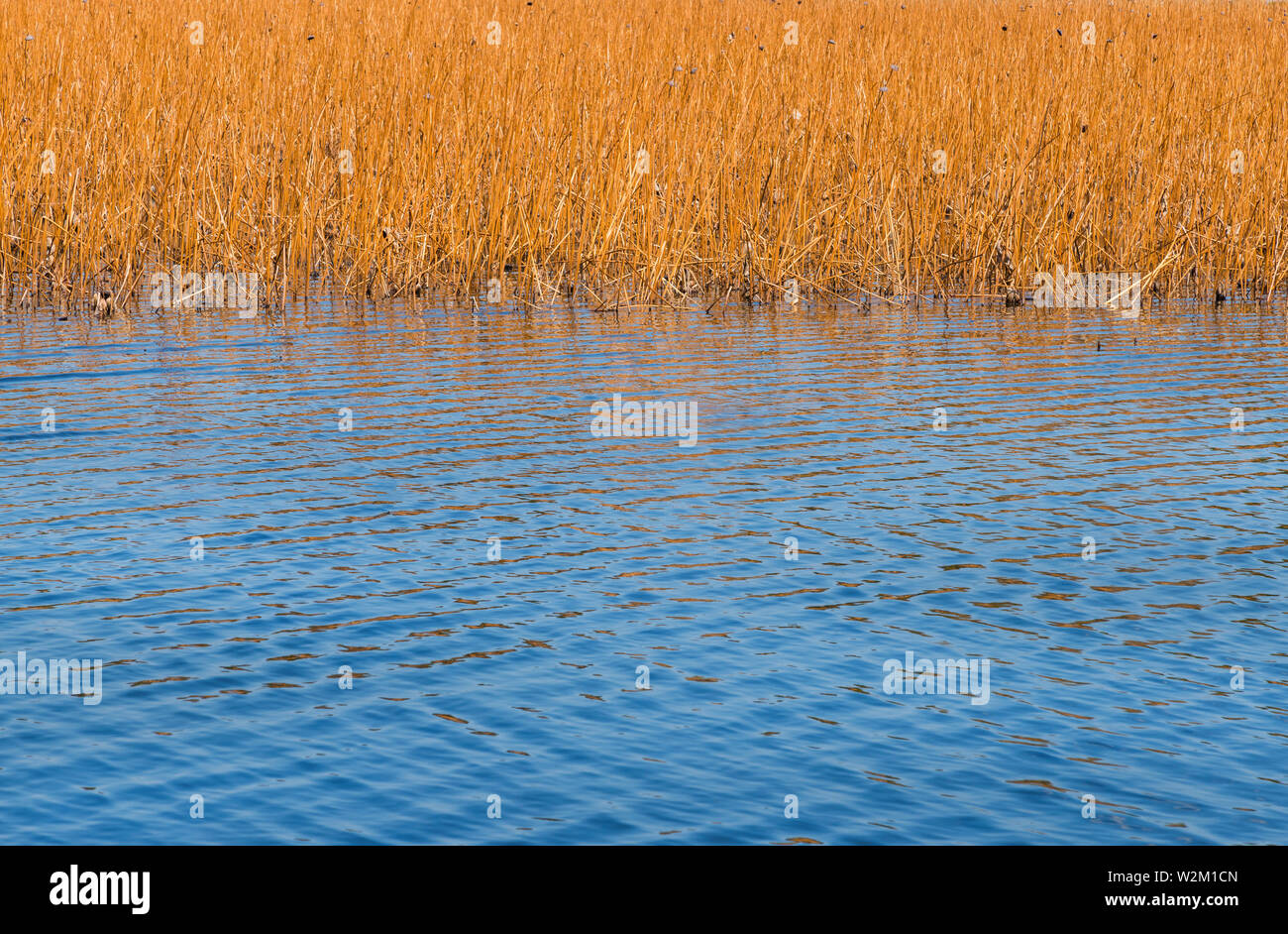 Pond water with dry canes and reeds as winter background Stock Photo