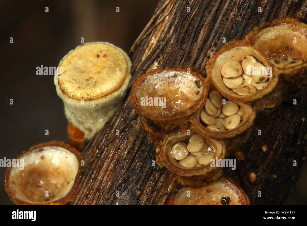 Bird nest fungi Stock Photo