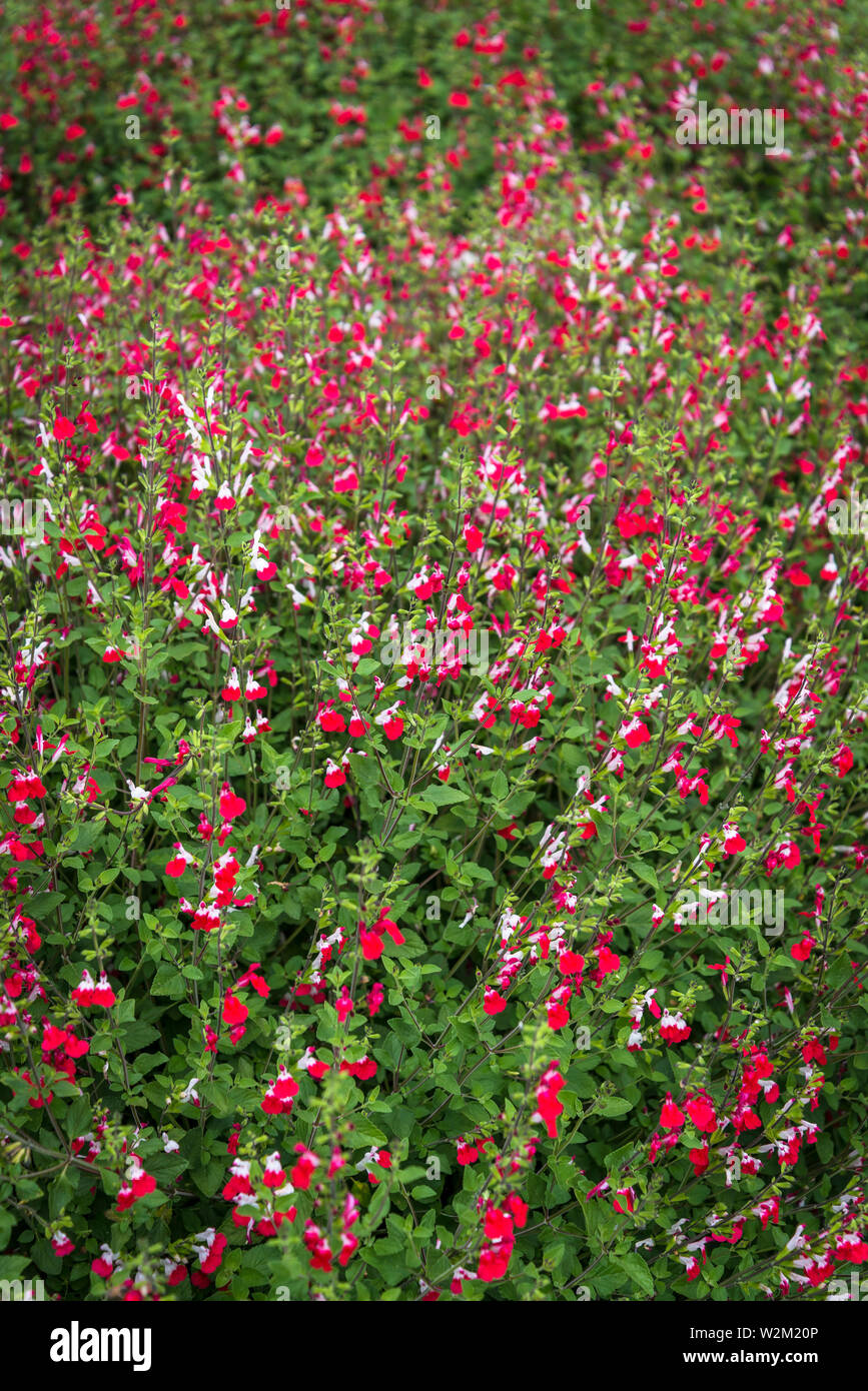 Flowering Salvia microphylla, the baby sage, Graham's sage, or