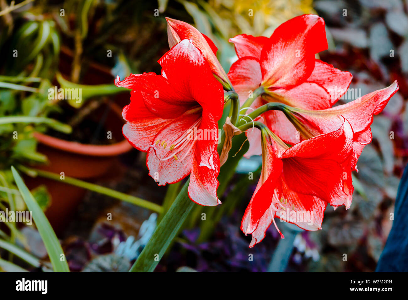 Red tropical flowers in a greenhouse on windmill island in Holland