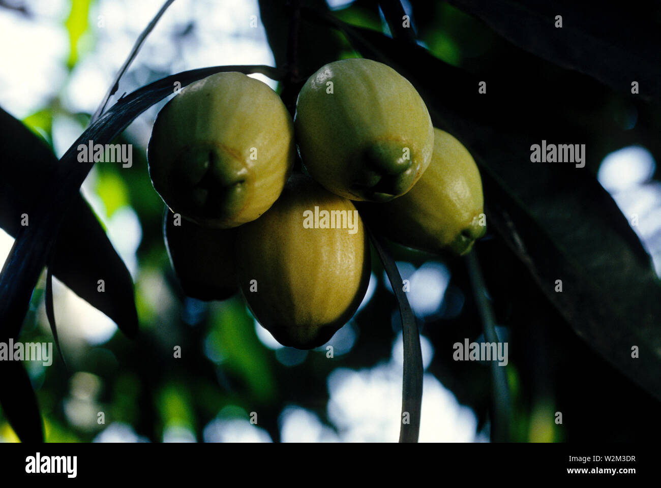 Golap hires stock photography and images Alamy