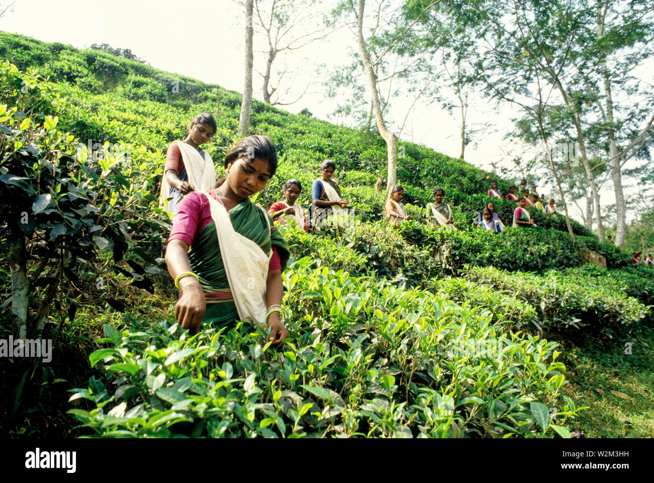 Tea is a major industry in Bangladesh and grows in the low hills of Chittagong and Sylhet. The tea plantation workers in Sylhet are mostly ethnic Santals. Plucking is a specialized skill. Two leaves and a bud need to be plucked in order to get the best taste and profitability. The Surma Tea estate with over 8000 acres is one of the largest tea gardens. Sylhet, Bangladesh. Stock Photo