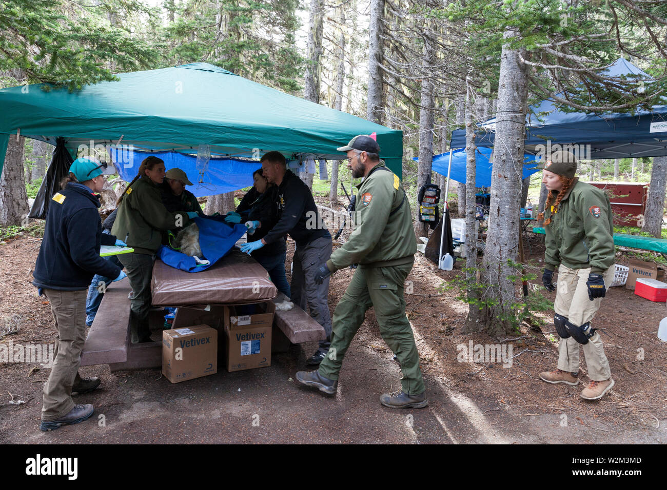 A team of rangers, employees and volunteers prepare to move a tranquilized mountain goat at Hurricane Ridge in Olympic National Park, Washington on July 9, 2019. Today is the second day of a two-week long capture and translocation process moving mountain goats from Olympic National Park to the northern Cascade Mountains. The effort is a collaboration between the National Park Service, the Washington Department of Fish & Wildlife and the USDA Forest Service to re-establish depleted populations of mountain goats in the Northern Cascades while also removing non-native goats from the Olympic Mount Stock Photo