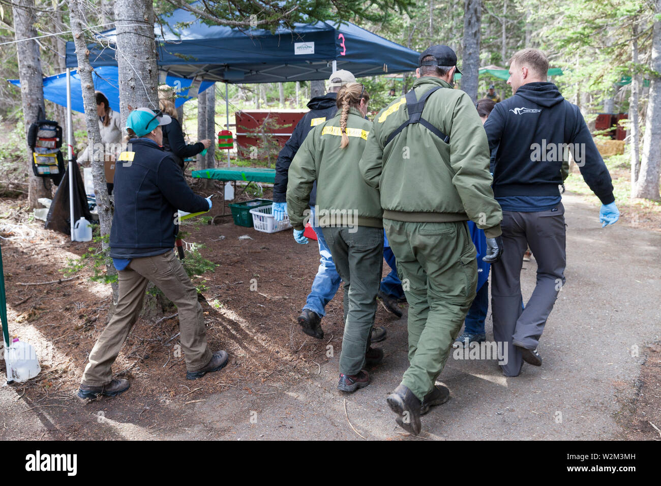 A team of rangers, employees and volunteers move a tranquilized mountain goat for crating at Hurricane Ridge in Olympic National Park, Washington on July 9, 2019. Today is the second day of a two-week long capture and translocation process moving mountain goats from Olympic National Park to the northern Cascade Mountains. The effort is a collaboration between the National Park Service, the Washington Department of Fish & Wildlife and the USDA Forest Service to re-establish depleted populations of mountain goats in the Northern Cascades while also removing non-native goats from the Olympic Moun Stock Photo