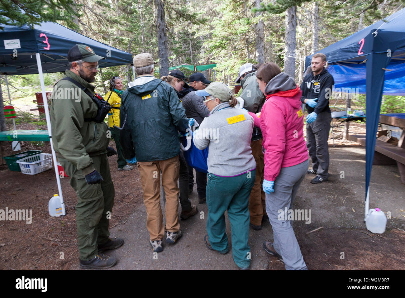 A team of rangers, employees and volunteers move a tranquilized mountain goat at Hurricane Ridge in Olympic National Park, Washington on July 9, 2019. Today is the second day of a two-week long capture and translocation process moving mountain goats from Olympic National Park to the northern Cascade Mountains. The effort is a collaboration between the National Park Service, the Washington Department of Fish & Wildlife and the USDA Forest Service to re-establish depleted populations of mountain goats in the Northern Cascades while also removing non-native goats from the Olympic Mountains. The a Stock Photo