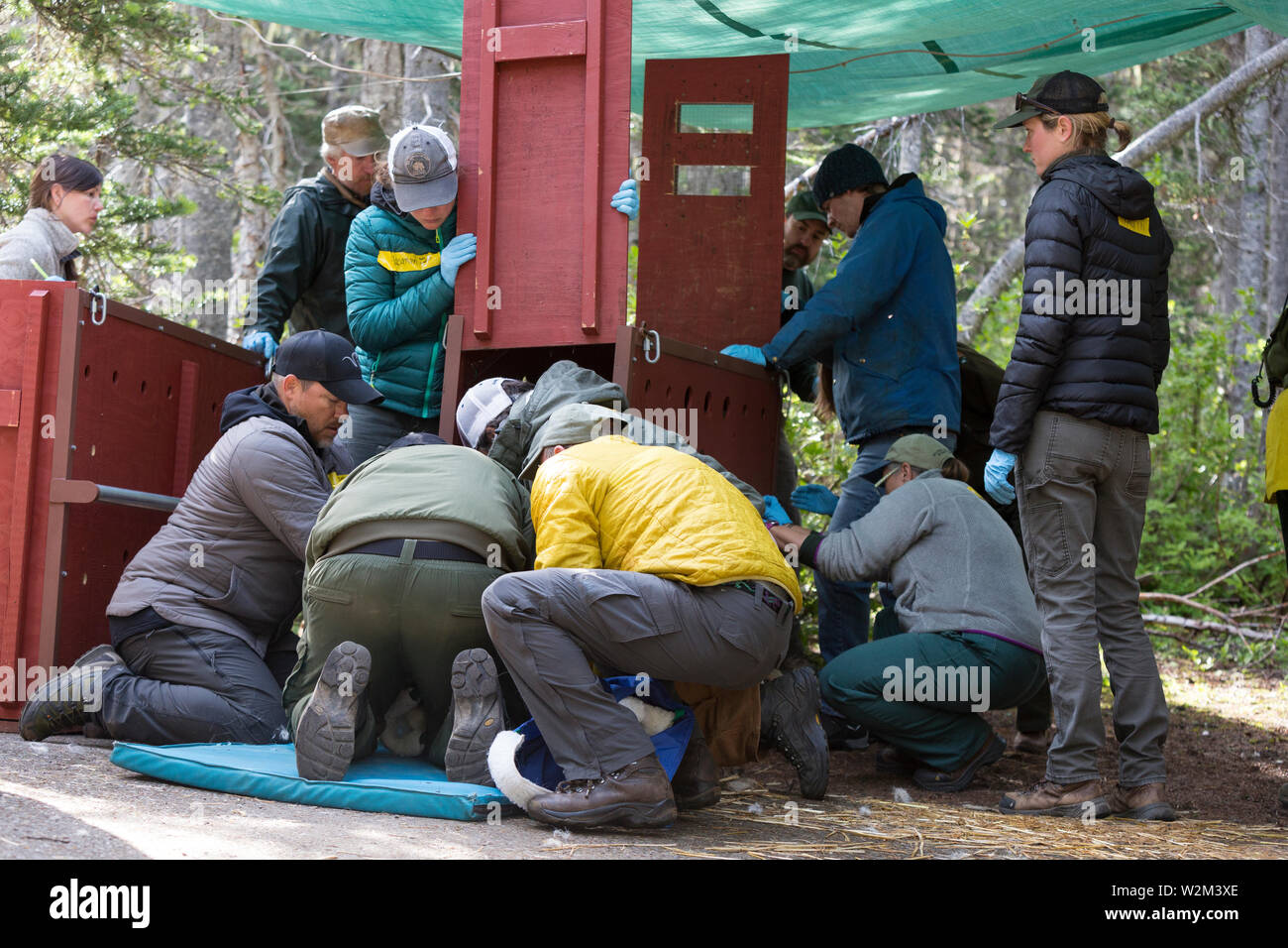 A team of rangers, employees and volunteers crate a tranquilized mountain goat at Hurricane Ridge in Olympic National Park, Washington on July 9, 2019. Today is the second day of a two-week long capture and translocation process moving mountain goats from Olympic National Park to the northern Cascade Mountains. The effort is a collaboration between the National Park Service, the Washington Department of Fish & Wildlife and the USDA Forest Service to re-establish depleted populations of mountain goats in the Northern Cascades while also removing non-native goats from the Olympic Mountains. The Stock Photo