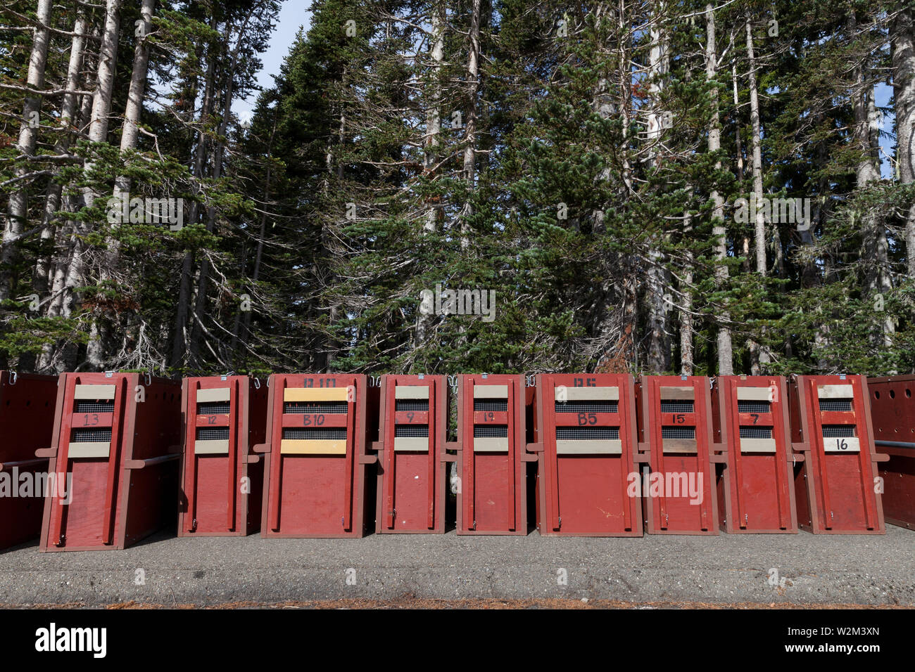 Empty crates lined up at the staging area await the arrival of tranquilized mountain goats at Hurricane Ridge in Olympic National Park, Washington on July 9, 2019. Today is the second day of a two-week long capture and translocation process moving mountain goats from Olympic National Park to the northern Cascade Mountains. The effort is a collaboration between the National Park Service, the Washington Department of Fish & Wildlife and the USDA Forest Service to re-establish depleted populations of mountain goats in the Northern Cascades while also removing non-native goats from the Olympic Mou Stock Photo