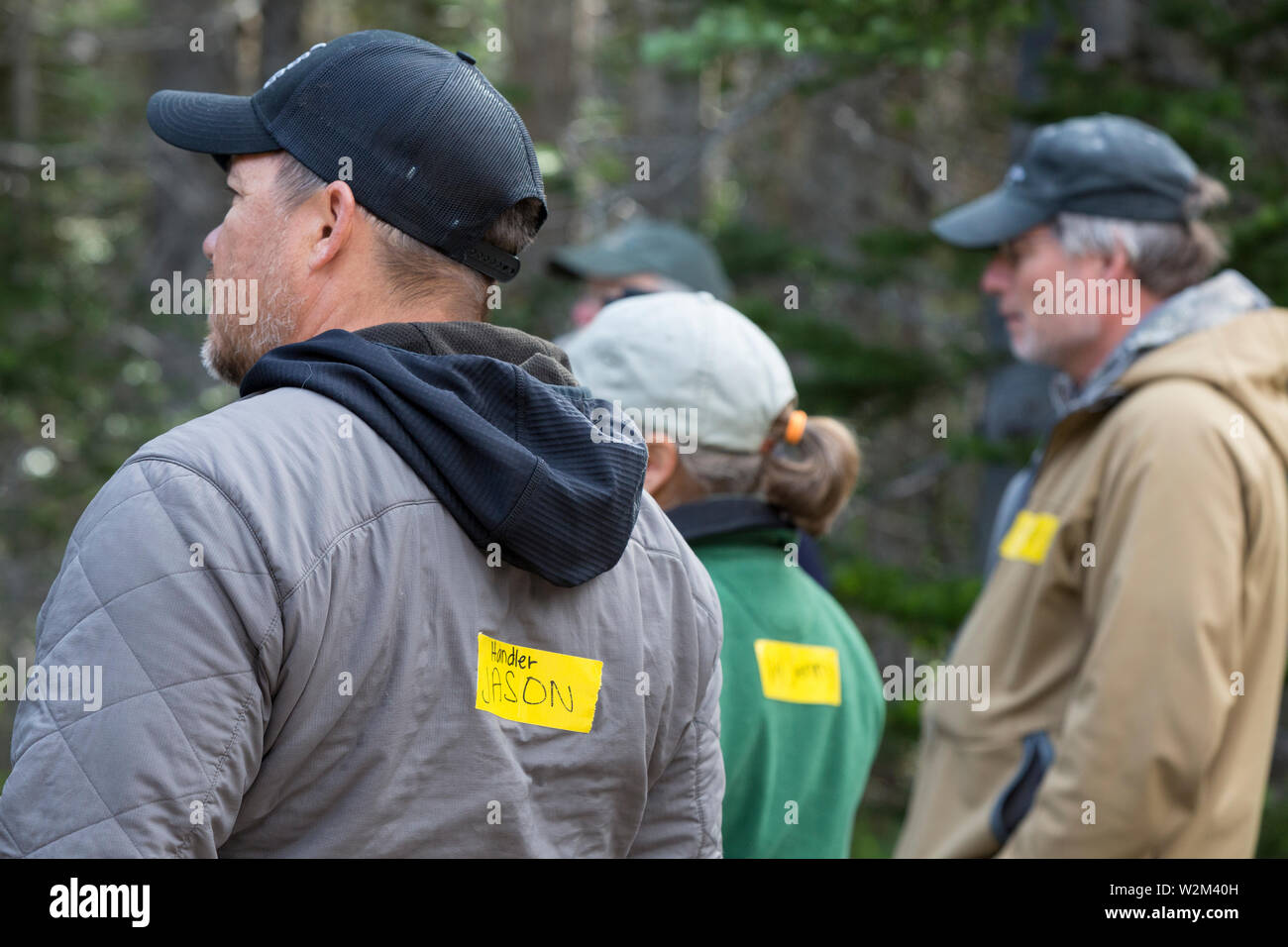 Rangers, employees and volunteers at the staging area at Hurricane Ridge in Olympic National Park, Washington on July 9, 2019. Today is the second day of a two-week long capture and translocation process moving mountain goats from Olympic National Park to the northern Cascade Mountains. The effort is a collaboration between the National Park Service, the Washington Department of Fish & Wildlife and the USDA Forest Service to re-establish depleted populations of mountain goats in the Northern Cascades while also removing non-native goats from the Olympic Mountains. The animals were introduced t Stock Photo