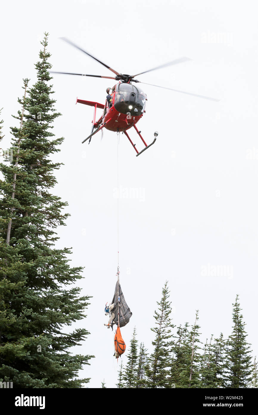 A team with Leading Edge Aviation airlifts three mountain goats to a staging area at Hurricane Ridge in Olympic National Park, Washington on July 9, 2019. Today is the second day of a two-week long capture and translocation process moving mountain goats from Olympic National Park to the northern Cascade Mountains. The effort is a collaboration between the National Park Service, the Washington Department of Fish & Wildlife and the USDA Forest Service to re-establish depleted populations of mountain goats in the Northern Cascades while also removing non-native goats from the Olympic Mountains. T Stock Photo