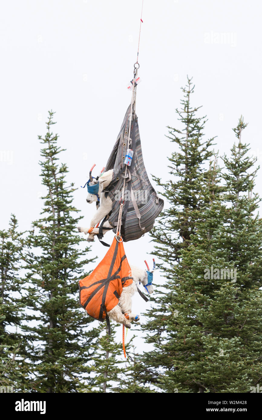 A team with Leading Edge Aviation airlifts three mountain goats to a staging area at Hurricane Ridge in Olympic National Park, Washington on July 9, 2019. Today is the second day of a two-week long capture and translocation process moving mountain goats from Olympic National Park to the northern Cascade Mountains. The effort is a collaboration between the National Park Service, the Washington Department of Fish & Wildlife and the USDA Forest Service to re-establish depleted populations of mountain goats in the Northern Cascades while also removing non-native goats from the Olympic Mountains. T Stock Photo