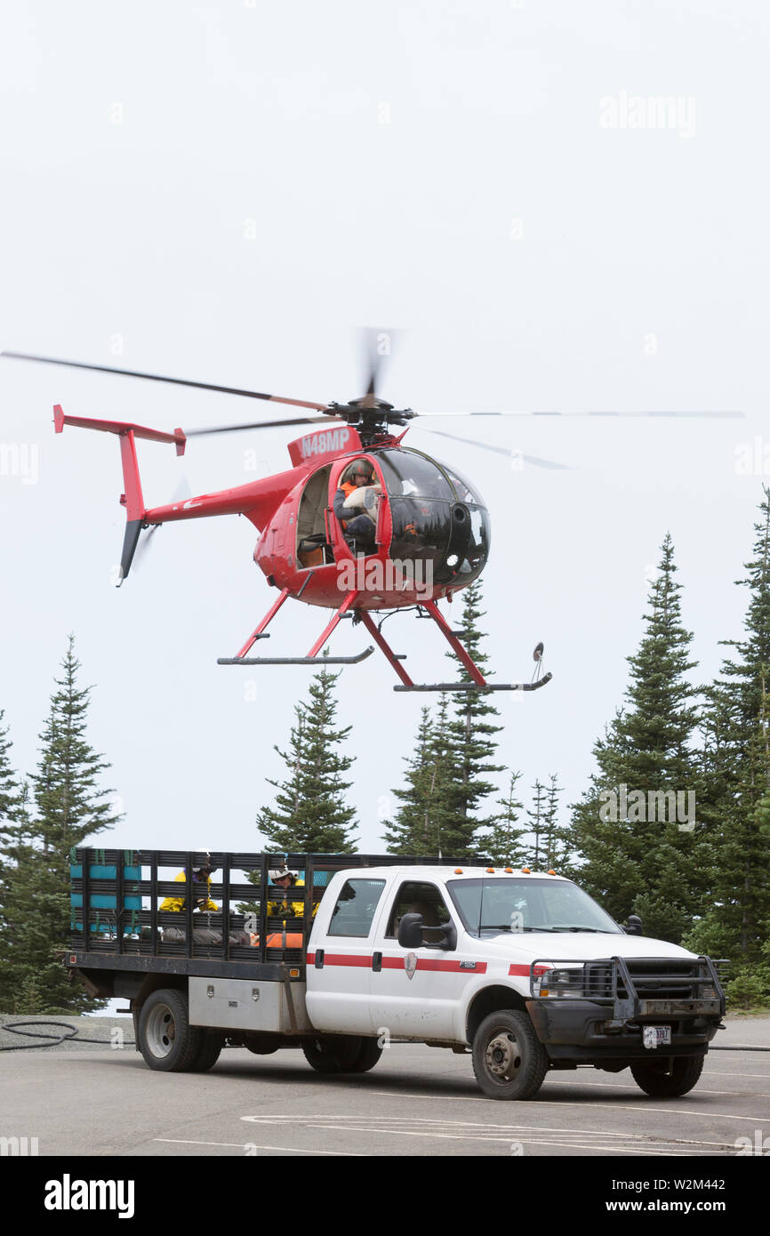 Derrick Halsey with Leading Edge Aviation cradles a newborn mountain goat during an airlift at Hurricane Ridge in Olympic National Park, Washington on July 9, 2019. Today is the second day of a two-week long capture and translocation process moving mountain goats from Olympic National Park to the northern Cascade Mountains. The effort is a collaboration between the National Park Service, the Washington Department of Fish & Wildlife and the USDA Forest Service to re-establish depleted populations of mountain goats in the Northern Cascades while also removing non-native goats from the Olympic Mo Stock Photo