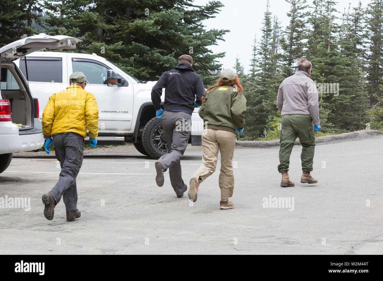 A team of rangers, employees and volunteers run to receive mountain goats during an airlift at Hurricane Ridge in Olympic National Park, Washington on July 9, 2019. Today is the second day of a two-week long capture and translocation process moving mountain goats from Olympic National Park to the northern Cascade Mountains. The effort is a collaboration between the National Park Service, the Washington Department of Fish & Wildlife and the USDA Forest Service to re-establish depleted populations of mountain goats in the Northern Cascades while also removing non-native goats from the Olympic Mo Stock Photo